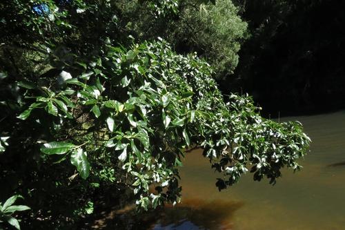 Calodendrum capense