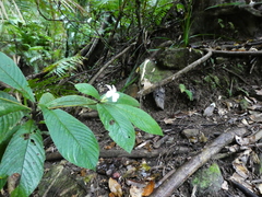 Atractocarpus hirtus