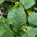 Pokeweed Mosaic Virus - Photo (c) davidenrique, some rights reserved (CC BY-NC-SA), uploaded by davidenrique