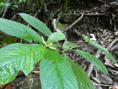 Atractocarpus hirtus