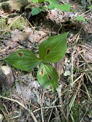 Trillium grandiflorum