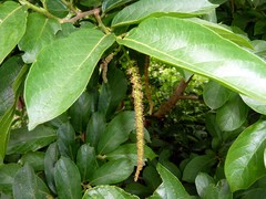 Antidesma venosum