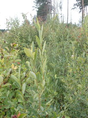 Salix kochiana