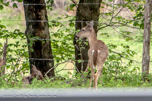 White-tailed Deer photographed in Arkansas