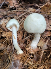 Agaricus diospyros