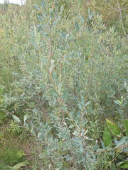 Salix kochiana