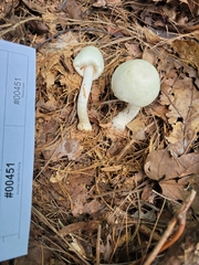 Agaricus diospyros