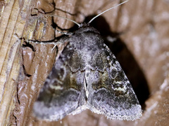 Oligia minuscula