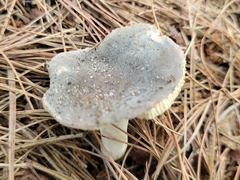 Russula modesta