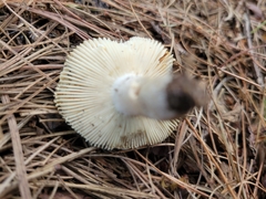 Russula modesta