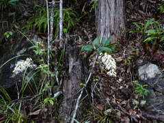 Dendrobium jonesii