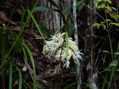 Dendrobium jonesii