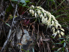 Dendrobium jonesii