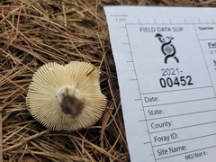Russula modesta