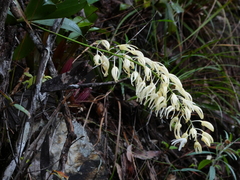 Dendrobium jonesii