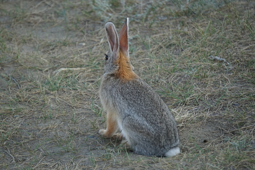 Mountain Cottontail