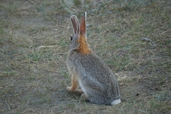 Mountain Cottontail photo 5