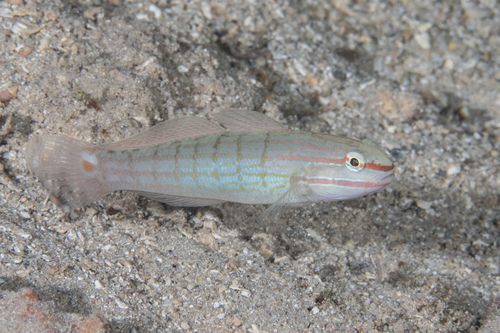 Oranjestreep-grondel (Amblygobius decussatus) — Gobiidae