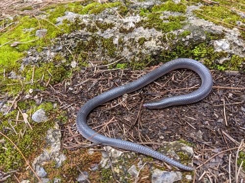 Photo of a Mesa del Sur Earth Snake (dubius) (Geophis dubius)
