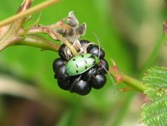 Diabrotica decempunctata