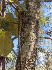 Abronia oaxacae