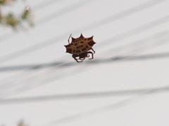 Gasteracantha cancriformis