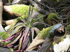 Aloe succotrina
