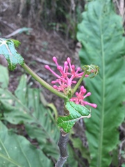 Vasconcellea parviflora