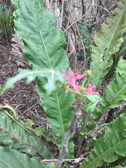 Vasconcellea parviflora