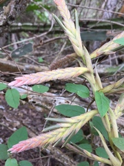 Tillandsia latifolia