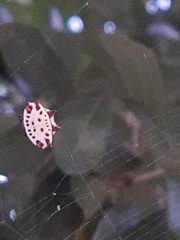 Gasteracantha cancriformis