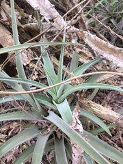 Tillandsia latifolia
