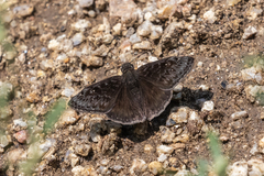 Erynnis meridianus