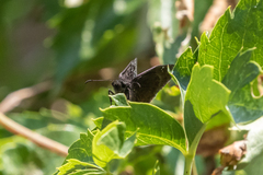 Erynnis meridianus