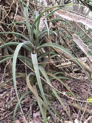 Tillandsia latifolia