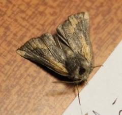 Drepanogynis dochmoleuca