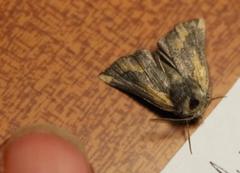 Drepanogynis dochmoleuca