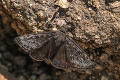 Erynnis meridianus