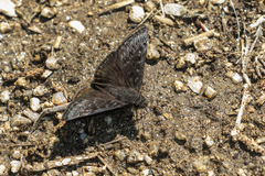 Erynnis meridianus
