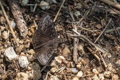 Erynnis meridianus