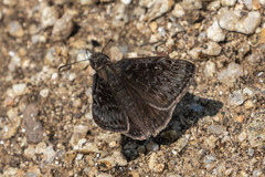 Erynnis meridianus
