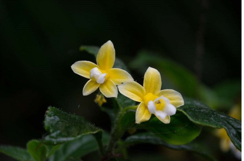 Besleria melancholica