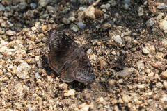 Erynnis meridianus