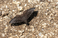 Erynnis meridianus