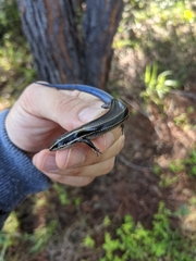 Plestiodon brevirostris