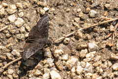 Erynnis meridianus