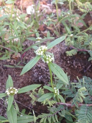Mitracarpus breviflorus