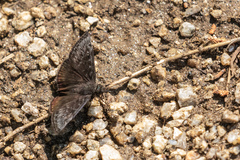 Erynnis meridianus