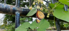 Danaus chrysippus