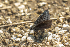 Erynnis meridianus